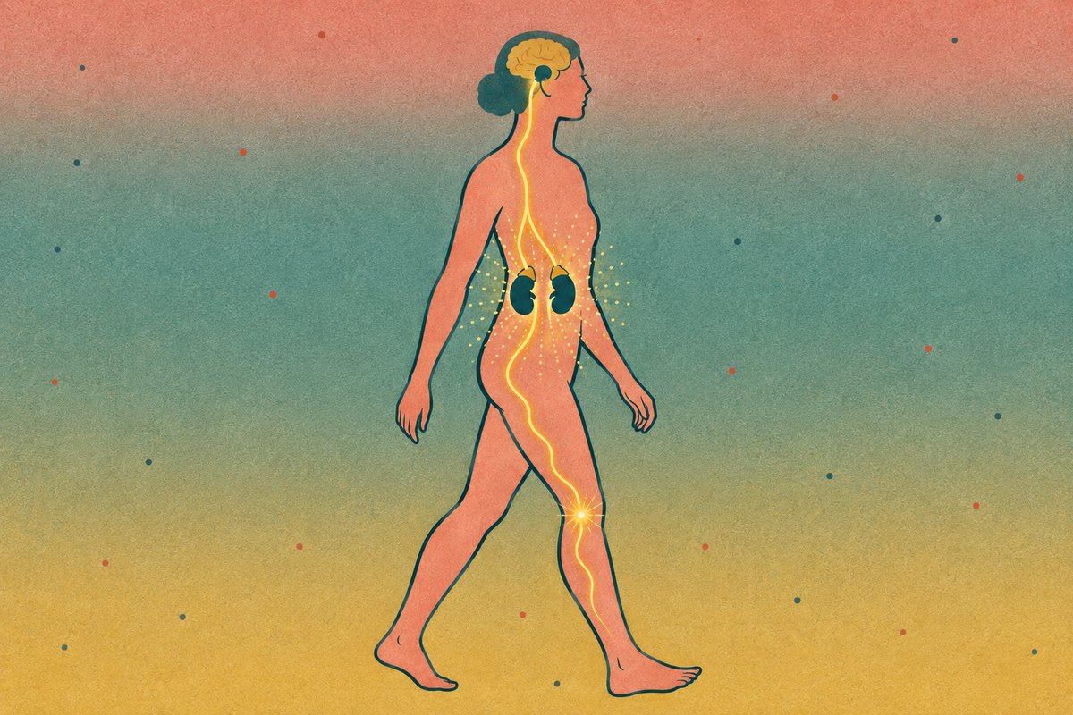 Illustration of a woman with a glowing point on her lower leg and a nerve pathway running up to her adrenal glands and brain.
